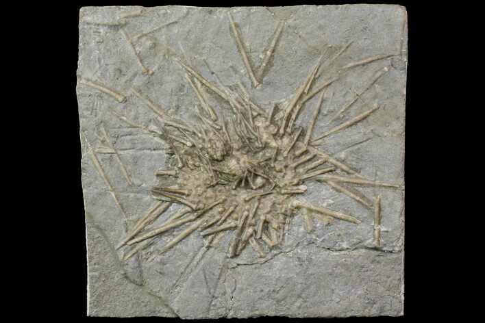 Fossil Urchin (Archaeocidaris) Plate- Missouri #113189